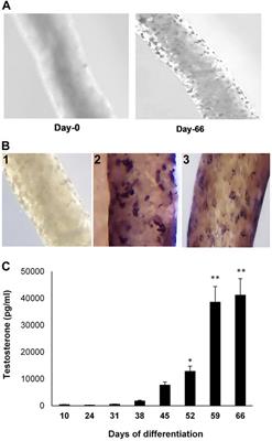 Use of in vitro methodology to investigate phthalate effects on the differentiation of seminiferous tubule-associated stem cells to form Leydig cells and on the Leydig cells derived from the stem cells